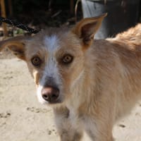 JENNY, chienne à adopter