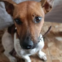 Aya, la caline, chienne à adopter