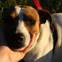 JACK, chien à adopter