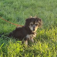 ULISSE, chienne à adopter