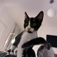 Charbon, chat à adopter