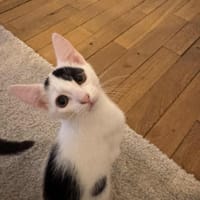 Camélia, chatte à adopter