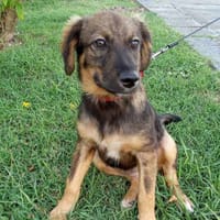 Azzura, femelle X berger née le 04/09/2025, chienne à adopter