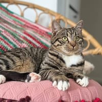 MOJO, chat à adopter