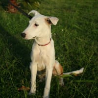 Hikari, femelle X croisé berger , née le 25/07/2025 🐶, chienne à adopter