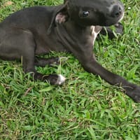 Mariah, femelle croisée berger, née le 24/10/2025 🤍, chienne à adopter