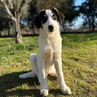 woo, chien à adopter