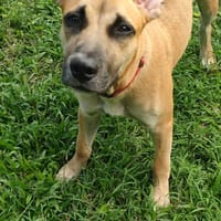 Anuka, femelle berger, née le 15/06/2025 🐶, chienne à adopter