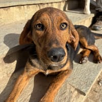 thais, chienne à adopter