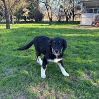 nero, chien à adopter