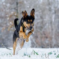 Nova, suczka do adopcji