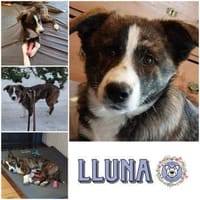 LLUNA * ruhiges feines Mädchen, Hündin zur Adoption