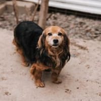 Einsteinsucht seine Menschen🐾💙🐾, Hund zur Adoption