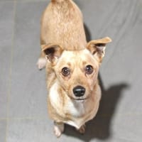 💕Foxy💕 sucht ihre Menschen❤, Hündin zur Adoption