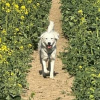 Strolch PLZ 47669, Hund zur Adoption