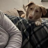 Freundlicher CREAM sucht DICH ? 🆘‼, Hund zur Adoption