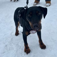 💙Emils Traum 💙, Hund zur Adoption