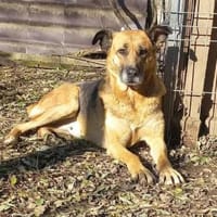 Ionica sanft und freundlich, Hündin zur Adoption