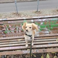 Kleiner MIO sucht ländliches Zuhause!, Hund zur Adoption