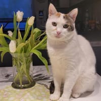 Liebe Fleki (FIV+) sucht ihre Menschen, Katze zur Adoption