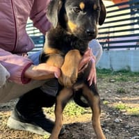 Amorsucht seine Menschen 💙🐾, Hund zur Adoption