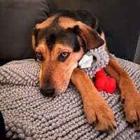 Tano eine liebevoller Rüde, Hund zur Adoption