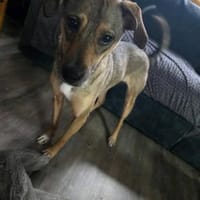 Sensibler NERO sucht dringend Zuhause🆘‼, Hund zur Adoption