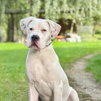 Nino, Hund zur Adoption