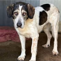 Sheldon  ein schöner Hund mit großem, Hund zur Adoption