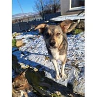 Stöpsel - wartet in 91358 Kunreuth, Hund zur Adoption