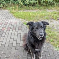 Rocky, Hund zur Adoption