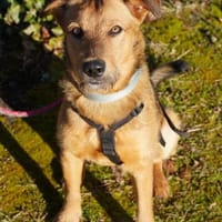 Cookie - ein treuer Freund fürs Leben, Hund zur Adoption