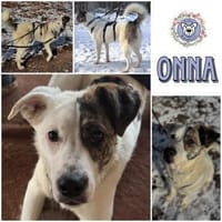 ONNA * Zaubermaus mit ganz großem Herzen, Hündin zur Adoption