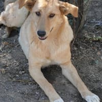 Unsere Finja - ein Seelenhund, Hündin zur Adoption
