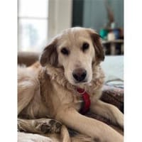 Narisara - Gnadenplatz gesucht!, Hündin zur Adoption