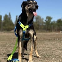 Schäferhund-Mix Sam  Ein sensibler Held, Hund zur Adoption