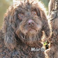 MARLO, Hund zur Adoption