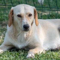 Liebe Malou sucht ihre Familie!, Hündin zur Adoption