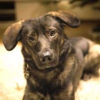 Bruno - der liebevolle Beschützer, Hund zur Adoption