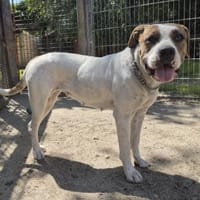 Nala, Hündin zur Adoption