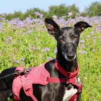 Primavera - Labrador unter den Galgos, Hündin zur Adoption