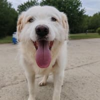 Oscar - der Charmeur, Hund zur Adoption