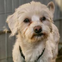 Woodstock, Hund zur Adoption