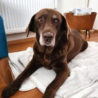 BARNIE  14 Jahre und kein bisschen müde, Hund zur Adoption