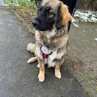 Inara sucht ihre Familie 🌸💖, Hündin zur Adoption