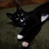 Junger Kater TIBERIUS sucht!, Kater zur Adoption