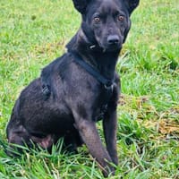 Rosi, Hündin zur Adoption