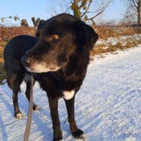 Milka - Anfängerhund mit großem Herz, Hündin zur Adoption