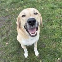 Kangal mit Retrieverherz, Hund zur Adoption