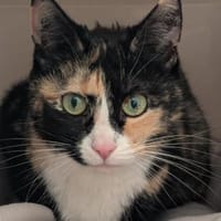 Momo, Katze zur Adoption